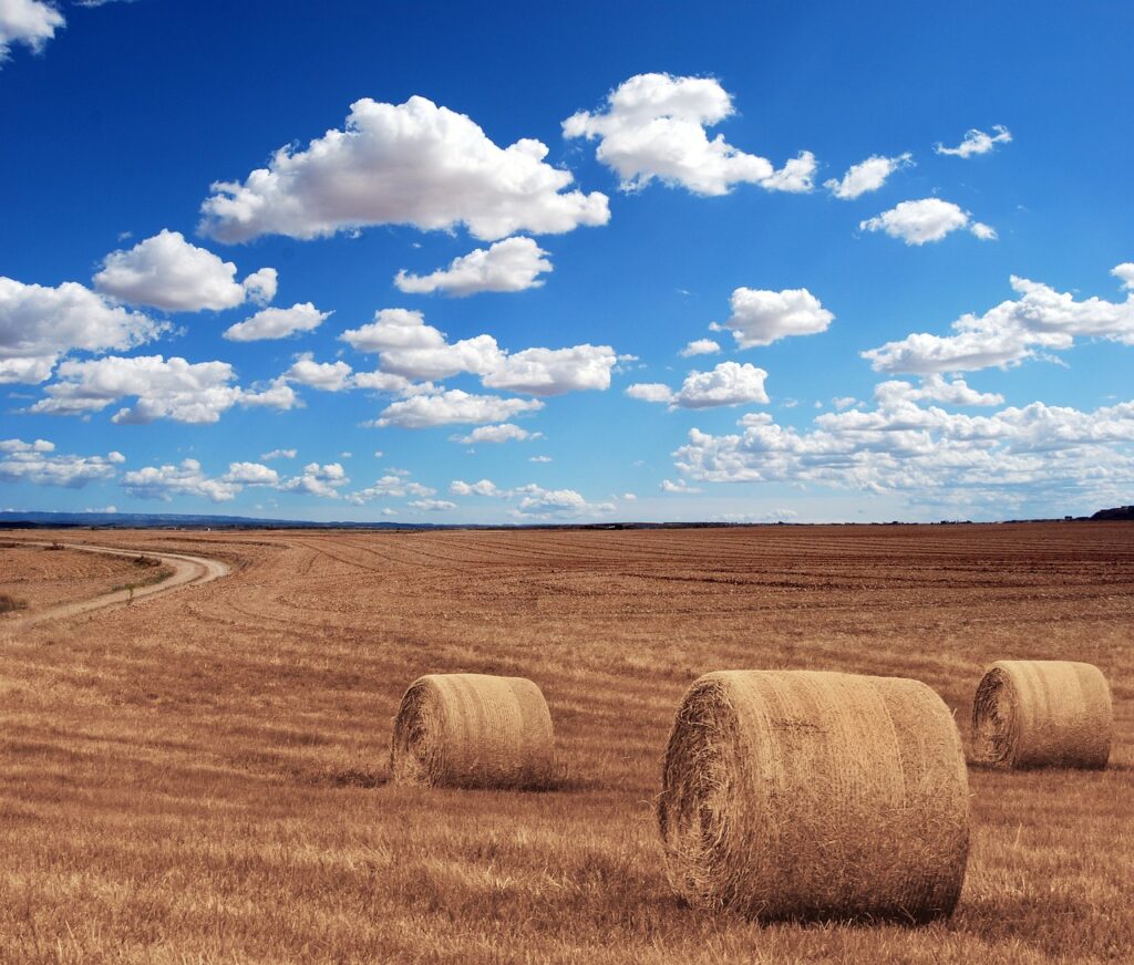 hay bales, round, farm-644440.jpg